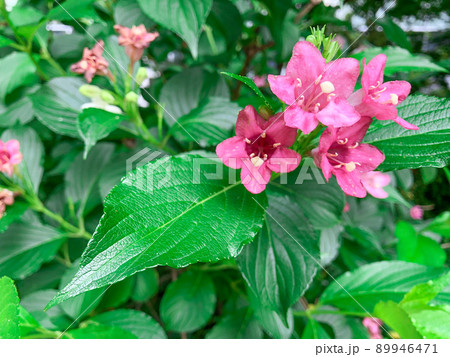 東京御茶ノ水・都心のビル街に咲くオオベニウツギの花 東京御茶ノ水・都心のビル街に咲くオオベニウツギの花 89946471