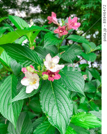 東京御茶ノ水・都心のビル街に咲くオオベニウツギの花 東京御茶ノ水・都心のビル街に咲くオオベニウツギの花 89946472