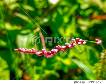 鮮やかなイヌタデの花 鮮やかなイヌタデの花 89946473