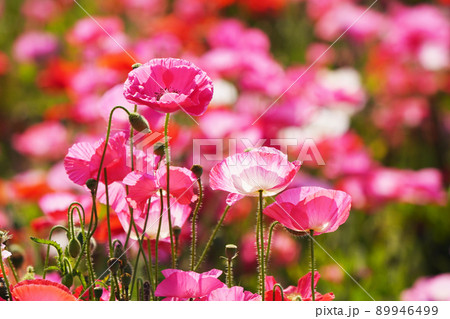 ポピー5853 89946499