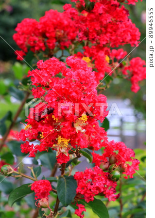 鮮やかに咲くサルスベリ 89946555