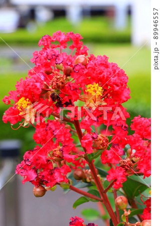 鮮やかに咲くサルスベリ 89946557