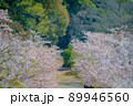 桜吹雪　亀鶴公園(香川県さぬき市) 89946560