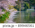 桜　亀鶴公園(香川県さぬき市) 89946561