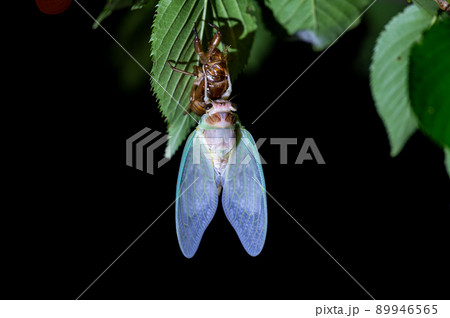 セミの孵化 89946565