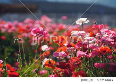 ポピー5719 89946683