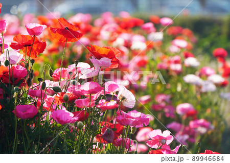 ポピー5720 ポピー5720 89946684