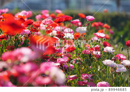 ポピー5721 89946685