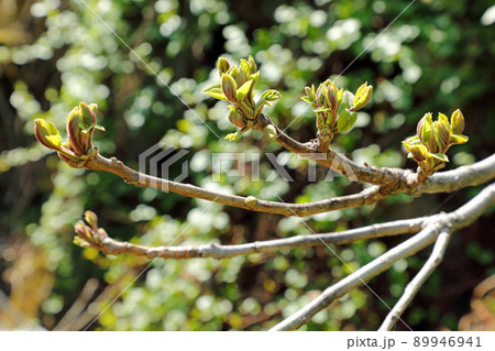 オニグルミの若葉　福島県只見町 89946941