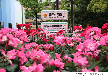谷津バラ園 読売巨人軍発祥の地(千葉県習志野市) 谷津バラ園 読売巨人軍発祥の地(千葉県習志野市) 89947246