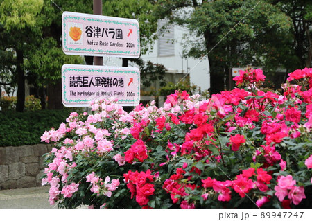 谷津バラ園　読売巨人軍発祥の地（千葉県習志野市） 89947247