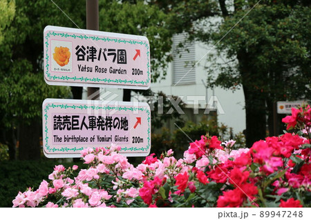 谷津バラ園 読売巨人軍発祥の地(千葉県習志野市) 谷津バラ園 読売巨人軍発祥の地(千葉県習志野市) 89947248
