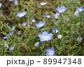 ネモフィラ 89947348