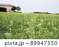 菜の花畑 89947350
