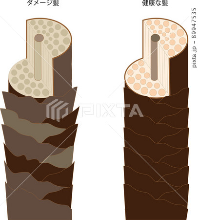 毛髪 毛髪 89947535