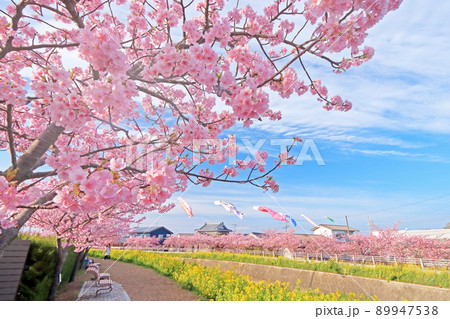 免々田川と河津桜三河湾【愛知県田原市】 89947538