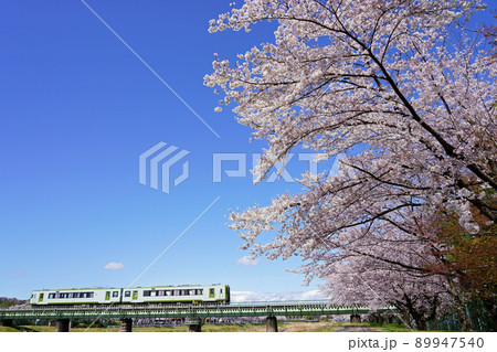 青空と満開の児玉千本桜に彩られた八高線（キハ110系） 89947540
