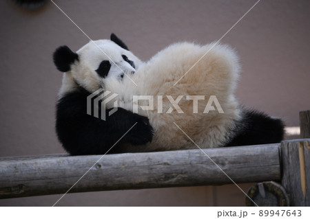 ウッドデッキでくつろぐモフモフ子パンダ ウッドデッキでくつろぐモフモフ子パンダ 89947643