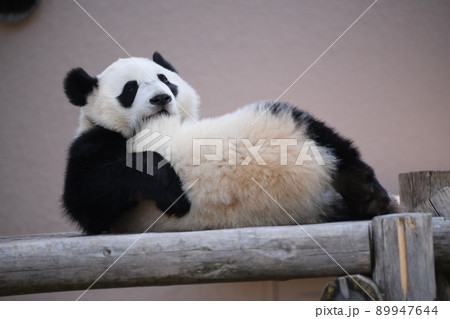 ウッドデッキでくつろぐモフモフ子パンダ 89947644