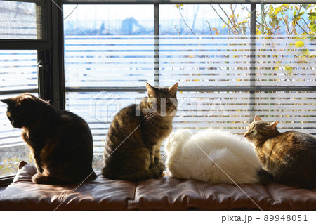 日が昇ると人気の場所。窓辺の猫たち。まったり。猫イメージ素材 89948051