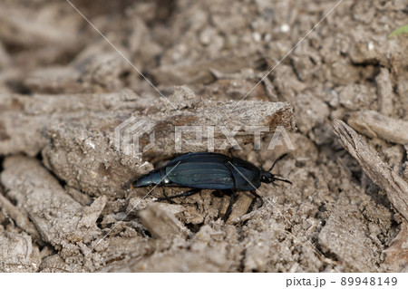 地表徘徊性甲虫オオヒラタシデムシ 89948149