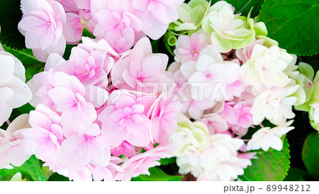 紫陽花 89948212