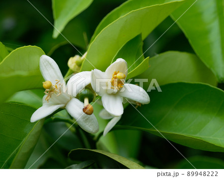 シトラスの香り　ナツミカンの花 89948222