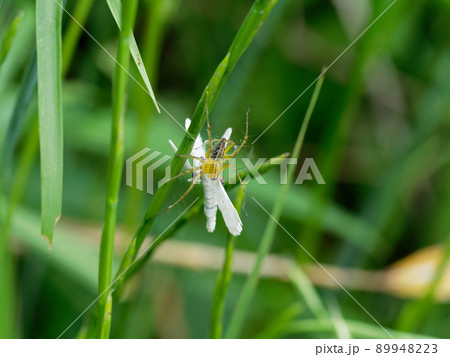 ササグモの狩り 89948223