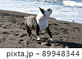 砂浜を走る犬 89948344