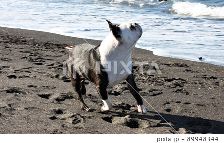 砂浜を走る犬 89948344