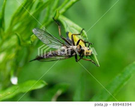 ムシヒキアブの狩り ムシヒキアブの狩り 89948394