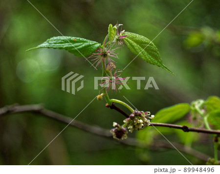 ヒメコウゾの開花 89948496