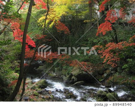湯河原 万葉公園の渓流 89948540
