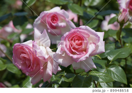 生田緑地ばら苑 89948658