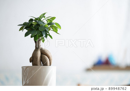 ガジュマル 89948762