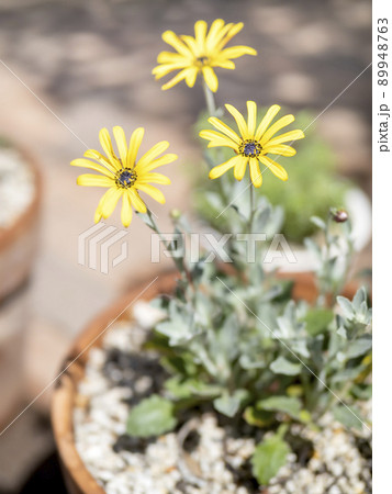 鉢に植えたアークトチス’バンブルビー’の黄色の花 89948763