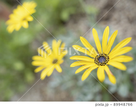 アークトチス’バンブルビー’の黄色の花 89948766