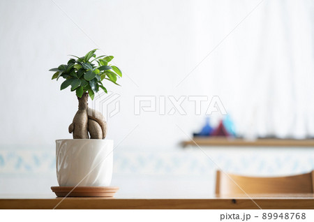 ガジュマル ガジュマル 89948768