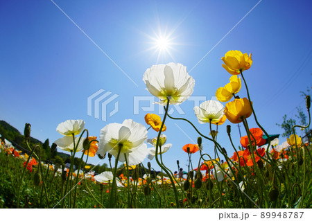 ポピー4999 89948787