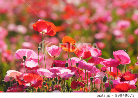 ポピー5791 ポピー5791 89949075