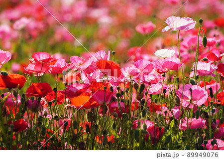 ポピー5798 89949076