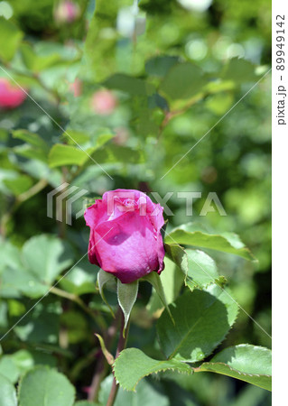 香りのよいピンクのバラ咲き始め、薔薇、新緑、光、花、家庭園芸、背景イメージ素材、5月 89949142