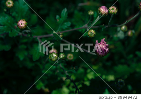 Chrysanthemum buds on a dark green background 89949472