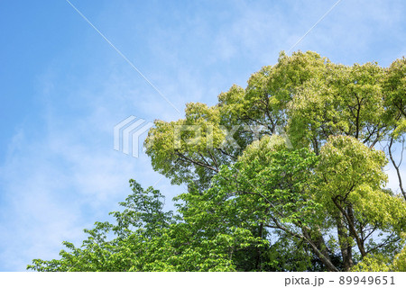夏 イメージ 初夏 新緑 夏 イメージ 初夏 新緑 89949651