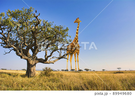 アフリカ・サファリイメージ 89949680
