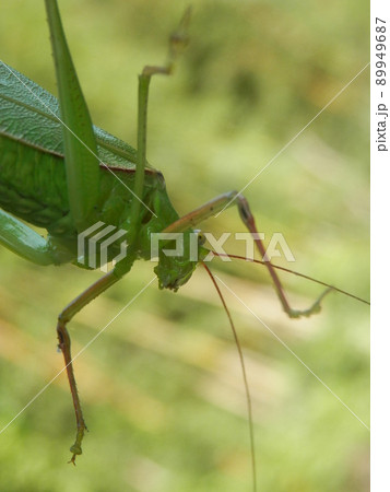ガラスに乗った「セスジツユムシ」を、下(腹)側から接写 ガラスに乗った「セスジツユムシ」を、下(腹)側から接写 89949687