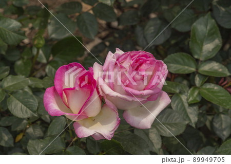 花 植物 バラ 89949705