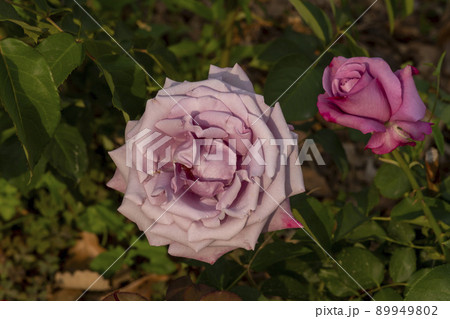 花 植物 バラ 89949802