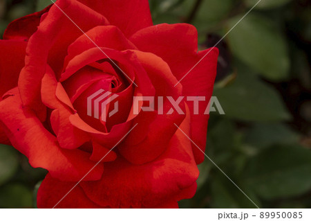 花 植物 バラ 89950085