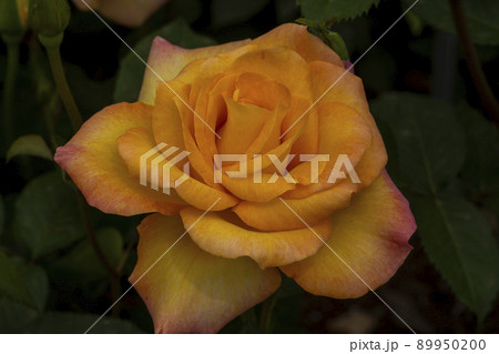 花 植物 バラ 89950200